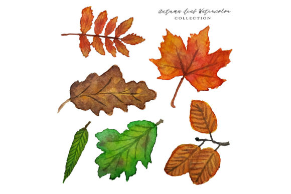 Autumn Leaf Watercolor