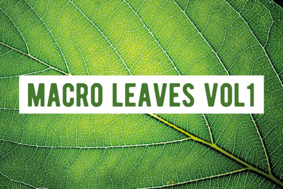 Macro Leaves and Floral Textures: Capturing Nature’s Details